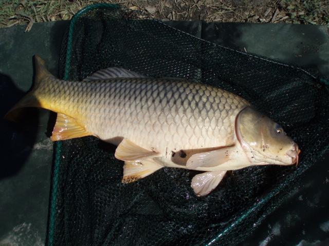 Capturi  - p5153769.JPG